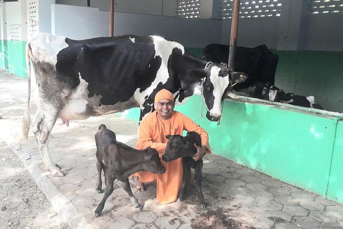 Twin calves born at SRKV Dairy Farm