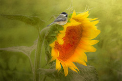 Sunflower / Chickadee