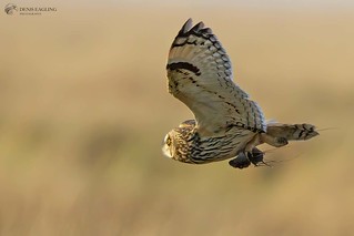 Short-eared owl with prey