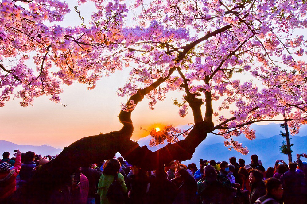(圖4)走春到阿里山國家森林遊樂區欣賞粉嫩櫻花