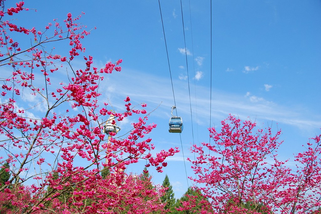(圖2)春節假期一訪台灣三大櫻花盛景之一的九族文化村