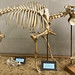 Platygonus compressus (fossil peccary skeleton) (Pleistocene; west of Fremont, Ohio, USA) 1