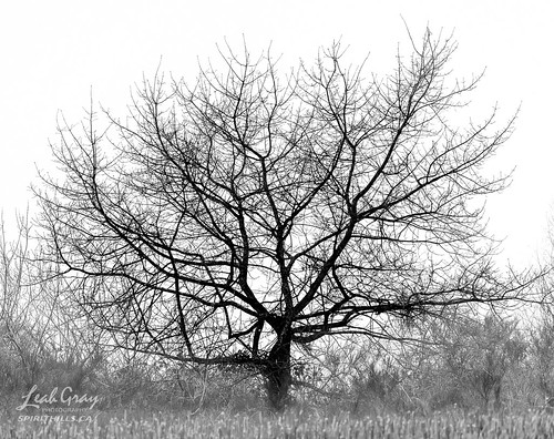 Tree • <a style="font-size:0.8em;" href="http://www.flickr.com/photos/106269596@N05/51844713276/" target="_blank">View on Flickr</a>