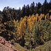 US AZ Grand Canyon north rim aspen trees - 1962 (NA62-K16-10)