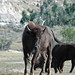 Bison bison (American plains buffalo) (Little Missouri Badlands, North Dakota, USA) 11