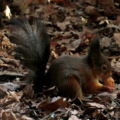 Eurasian red squirrel, Sciurus vulgaris, Ekorre