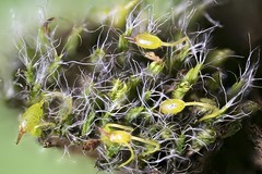 fruticose lichen
