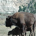 Bison bison (American plains buffalo) (Little Missouri Badlands, North Dakota, USA) 12
