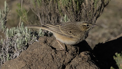 Mountain pipit, Anthus hoeschi, at Naude's Nek, southern Drakensberg, Eastern Cape, South Africa.
