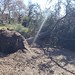 another fallen tree in claremont 2022