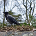 hooded crow