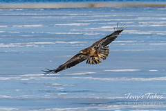 January 30, 2022 - Young bald eagle preparing to land on ice. (Tony's Takes).