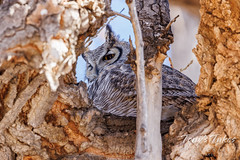 January 30, 2022 Great horned owl in hiding. (Tony's Takes)