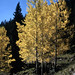 US AZ Flagstaff aspen trees - 1962 (NA62-K14-35)