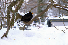 Blackbird tree