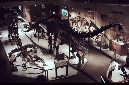 National Museum of Natural History - Dinosaur Fossil