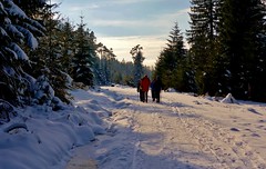 Germany, Winter in Kaltenbronn, Nordschwarzwald, Schneewandern, 60156/20432