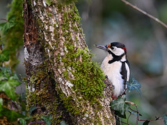 Pic épeiche Dendrocopos major - Great Spotted Woodpecker  0682_DxO