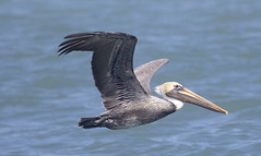 Pelican - St. Lucie Jetty pier Florida