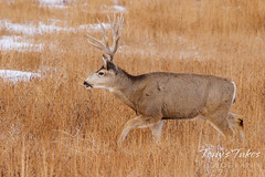 February 5, 2022 - Mule deer buck on the move. (Tony's Takes)
