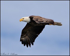 February 5, 2022 - Bald eagle flyby in Adams County. (Bill Hutchinson)