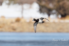 February 5, 2022 - Ring-necked duck flyby.  (Tony's Takes)