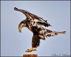 February 5, 2022 - Young bald eagle nails the landing. (Bill Hutchinson)