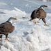 Bald Eagles Migrating On The Hudson River In Newburgh, New York