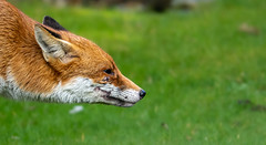 Sly ol' fox (explore)