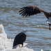 Bald Eagles Migrating On The Hudson River In Newburgh, New York