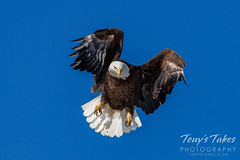 February 6, 2022 - A bald eagle leaps into action in Weld County. (Tony's Takes)
