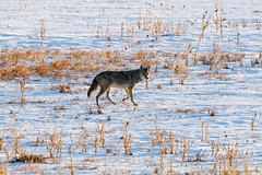 February 6, 2022 - Coyote out for a stroll across the snow. (Tony's Takes)