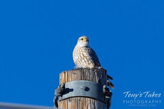 February 6, 2022 - A merlin keeps watch from on high. (Tony's Takes)