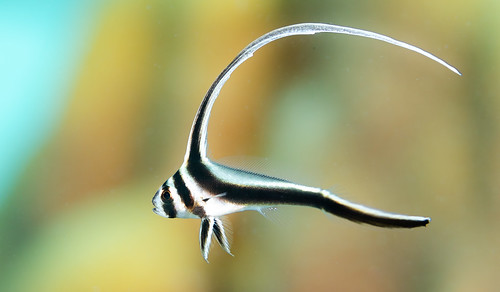 Scimitar fish
