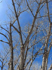 February 9, 2022 - Bluebird skies above the trees. (LE Worley)