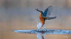 The Exit - Kingfisher