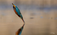 Surface Tension - Kingfisher