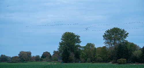 Cranes in Rughen