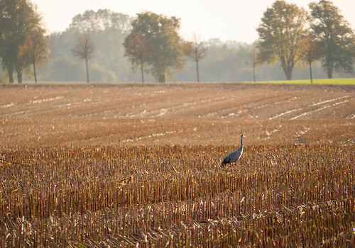 Crane in the corn fields