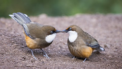 A pair of White Throated Laughingthrushes dating