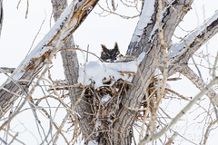 February 12, 2022 - A great horned owl on her nest. (Tony's Takes)