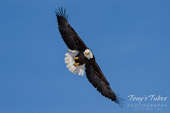 February 12, 2022 - Bald eagle leaps into action. (Tony's Takes)