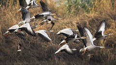 A Flock of Bar Headed Geese in Flight