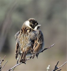 Reed Bunting (m)