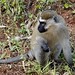 Monkeys in Entebbe Botanical Garden