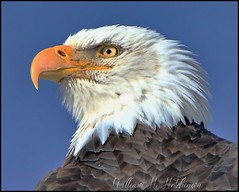 February 13, 2022 - A regal bald eagle. (Bill Hutchinson)