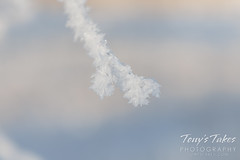 February 12, 2022 - Hoar frost on a branch. (Tony's Takes)