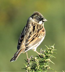 Reed Bunting (m)