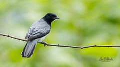A Black Headed Cuckooshrike with a spiderweb for its nest