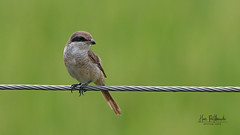 A Brown Shrike surveying the area from height